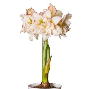 Amaryllis-Sonata-Double-Harlequin.jpeg Amaryllis Sonata Double - "Harlequin" Bulbs