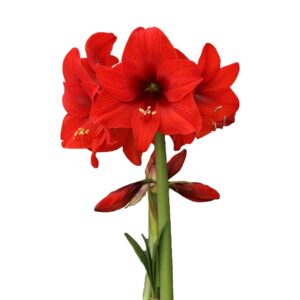Amaryllis Sonata Single - "Top Choice" Bulbs