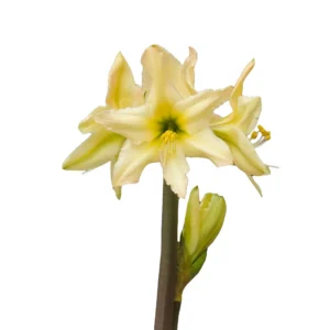 Amaryllis-Sonatini-Aurora™-Bulbs.webp Amaryllis Sonatini - "Aurora™" Bulbs