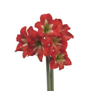 Amaryllis-Sonatini-Bright-Spark.jpeg Amaryllis Sonatini - "Bright Spark" Bulbs