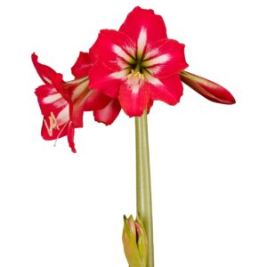 Amaryllis-Sonatini-Hot-Lips.jpeg Amaryllis Sonatini - "Hot Lips" Bulbs