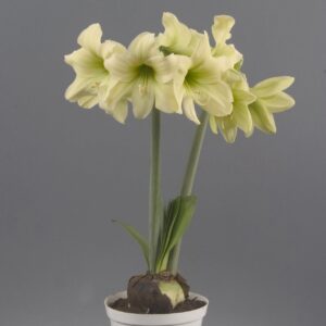 Amaryllis-Sonatini-Lemon-Sorbet.jpeg Amaryllis Sonatini - "Assorted Packk" Bulbs