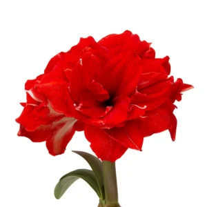 Amaryllis Symphony Double - Ragtime⢠Bulb Amaryllis Symphony Double - Ragtime⢠Bulb