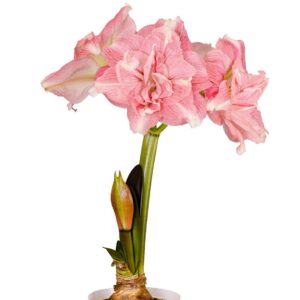 Amaryllis-Symphony-Double-Rozetta.jpeg Amaryllis Symphony Double - Rozetta Bulb