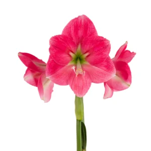 Amaryllis Symphony Single - Breathless™ Bulb