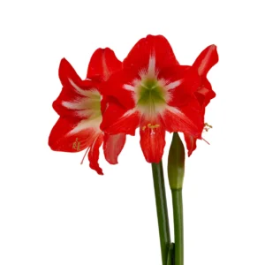 Amaryllis Symphony Single - Capella™ Bulb