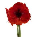 Amaryllis-Symphony-Single-Cayenne®-Bulb.webp Amaryllis Symphony Single - Cayenne® Bulb