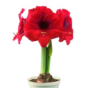Amaryllis-Symphony-Single-Double-Six.jpeg Amaryllis Symphony Single - "Double Six" Bulb