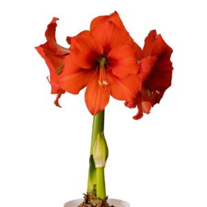 Amaryllis Symphony Single - Gold Medal Bulb