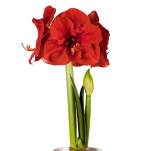 Amaryllis Symphony Single - Merry Christmas Bulb
