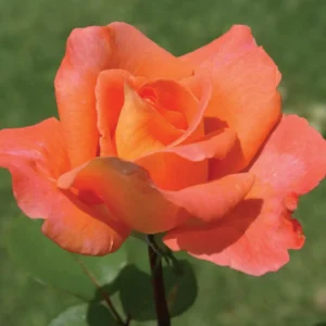 Ambassador Hybrid Tea Rose 5lt