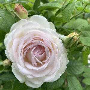 Andani Amandaline Rose 5lt
