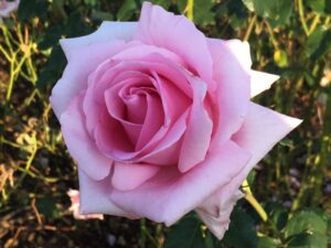 Andrea Stelzer Hybrid Tea Rose 5lt