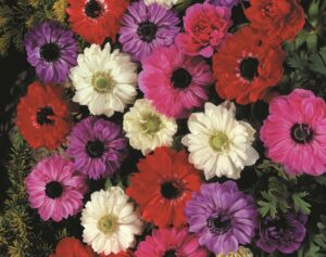 Anemone Double - Mixed Bulbs