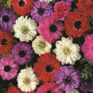 Anemones-double-mixed.jpg Anemone Double - Mixed Bulbs