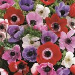 Anemone Single - Mixed Bulbs