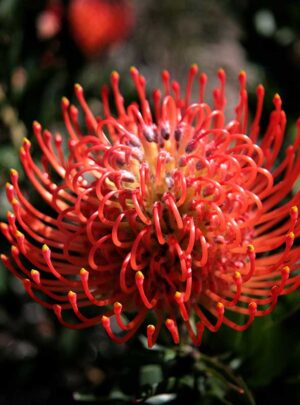 Leucospermum Anouk (pincushion) 15cm Pot
