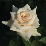 Antique Silk Hybrid Tea Rose 5lt