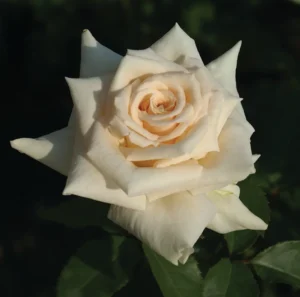 Antique Silk Hybrid Tea Rose 5lt