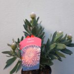 Ayoba Anusha Leucospermum (pincushion) 15cm