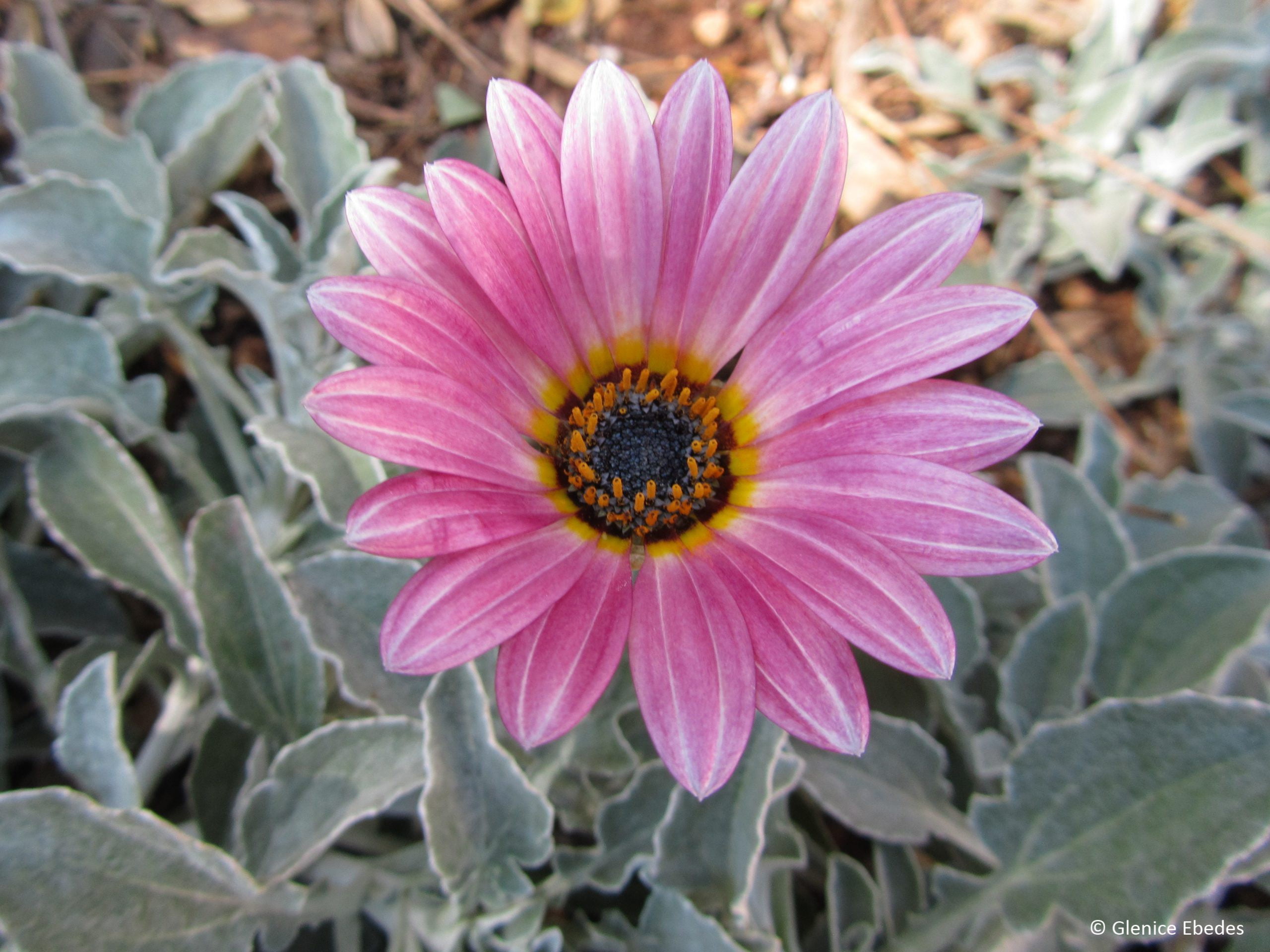 Arctotis Pink 4 Pack - ClicknPlant Online Nursery Gauteng