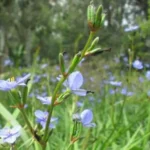 Aristea Eklonii (Blue-eyed Aristea) 3lt