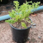 Asparagus Sprengerii 4lt Asparagus Sprengerii 4lt