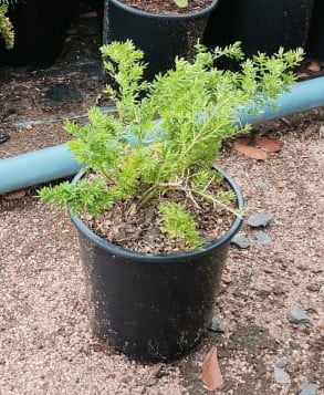 Asparagus Sprengerii 4lt