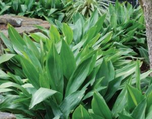 Aspidistra 4lt (Cast Iron Plant)