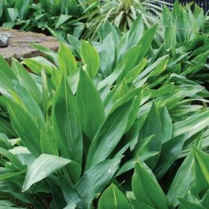 Aspidistra 4lt (Cast Iron Plant)