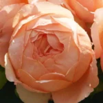 Rose Avril Elizabeth Home 5lt