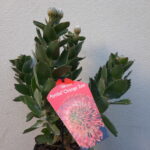 Ayoba Orange Zest Leucospermum (pincushion) 15cm Pot