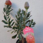 Ayoba Red Leucospermum (pincushion) 15cm Pot