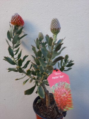 Ayoba Red Leucospermum (pincushion) 15cm Pot