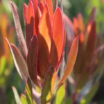 Leucadendron Ayoba African Fire 15cm Pot
