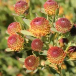 Leucadendron Ayoba African Pop 15cm Pot