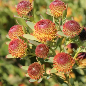 Leucadendron Ayoba African Pop 22cm Pot