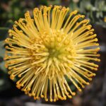 Leucospermum Ayoba Gold (pincushion) 15cm Pot