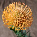 Leucospermum Ayoba Orange (pincushion) 15cm Pot