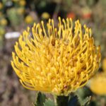Ayoba®-Yellow.jpg Leucospermum Ayoba Yellow (pincushion) 15cm Pot