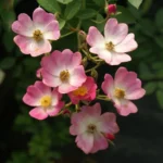 Ballerina Climbing Rose 5lt