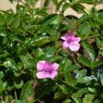 Barleria Repens 3lt (Small Bush Violet)