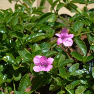 Barleria Repens 3lt (Small Bush Violet)