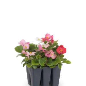 Begonia RL Eris 6 Pack