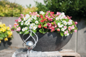 Begonia 'Sprint Plus' Mixed 6 Pack