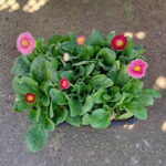Bellis Perennis Mix 6 Pack