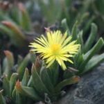 Bergeranthus Multiceps 128 Plug Tray