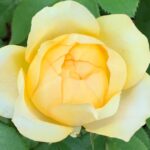 Blondy DELludjau Panarosa Rose 5lt