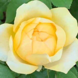 Blondy DELludjau Panarosa Rose 5lt