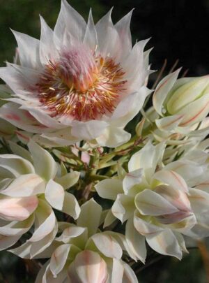 Blushing-Brides.jpg Serruria Blushing Bride 15cm Pot